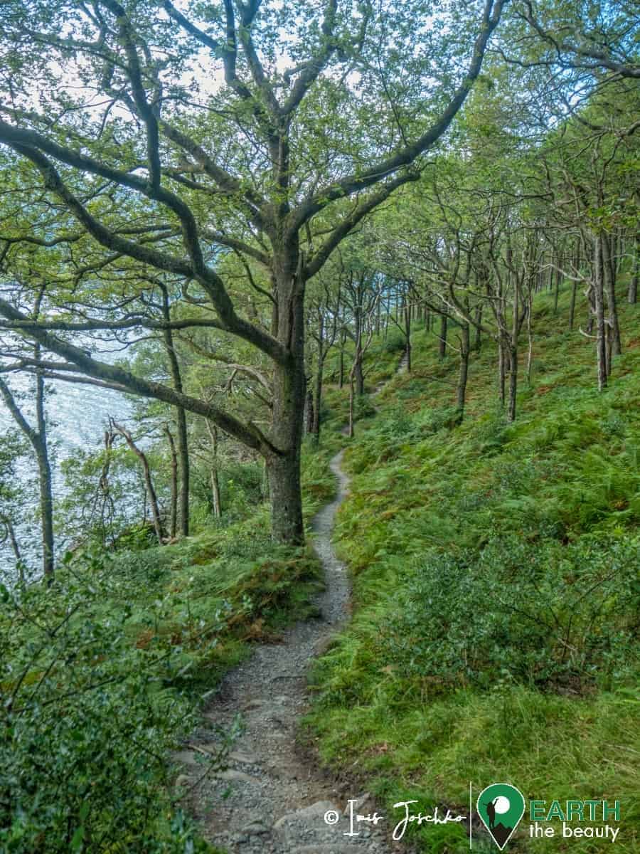 hiking path next to a lake (loch lomond) in a  green forest