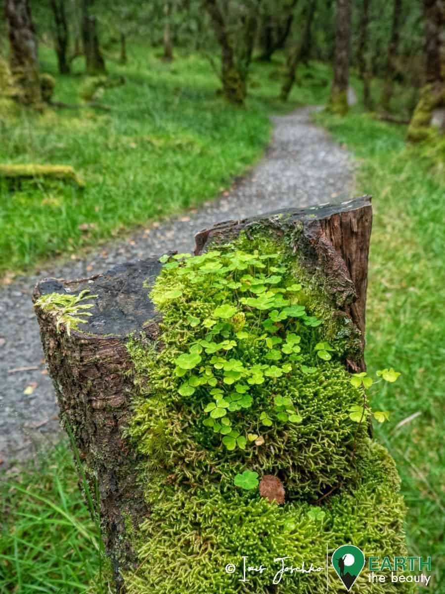 shamrocks on a treetrunk with pathway in background