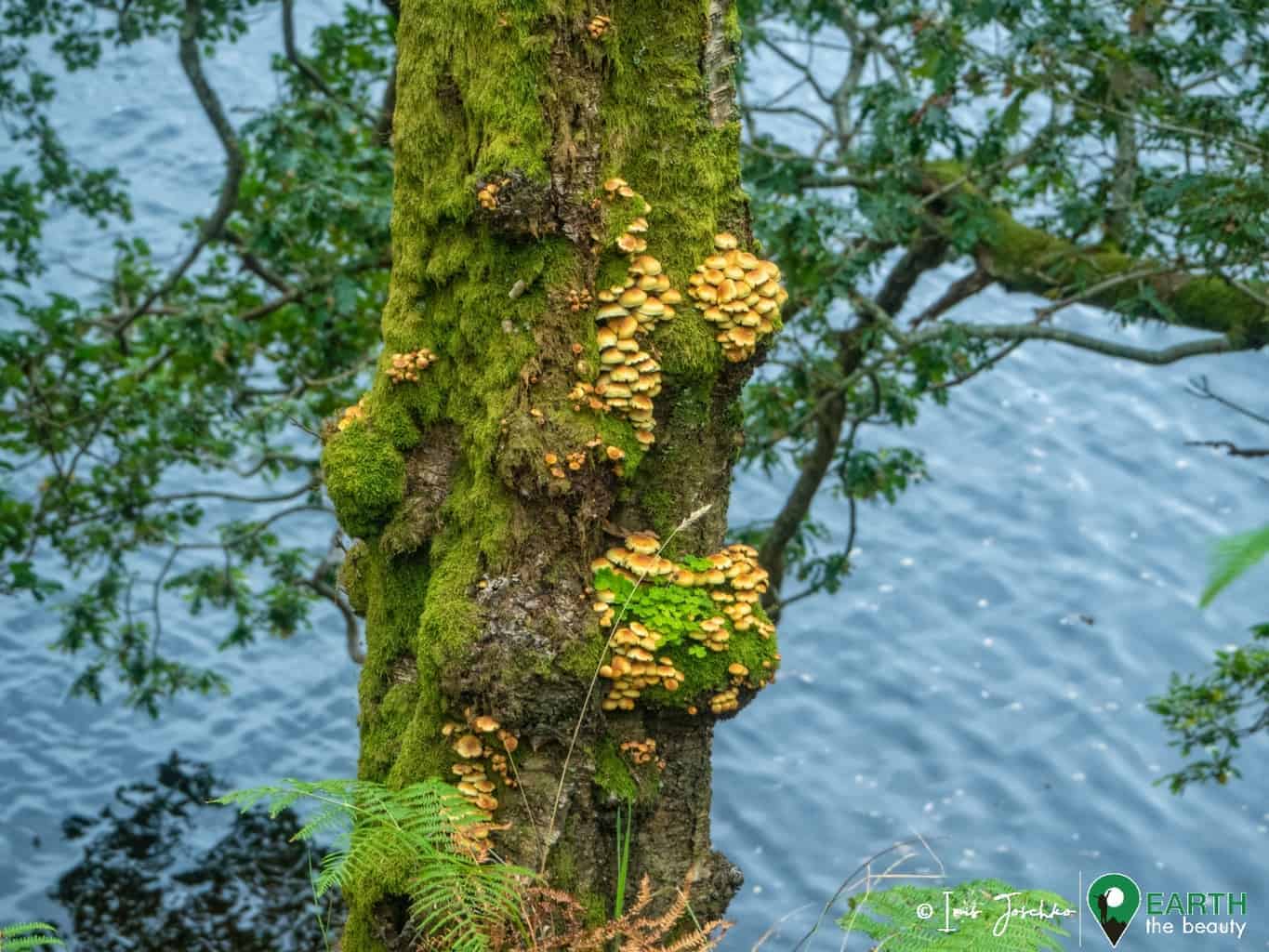 fungi on a tree trunk next to water