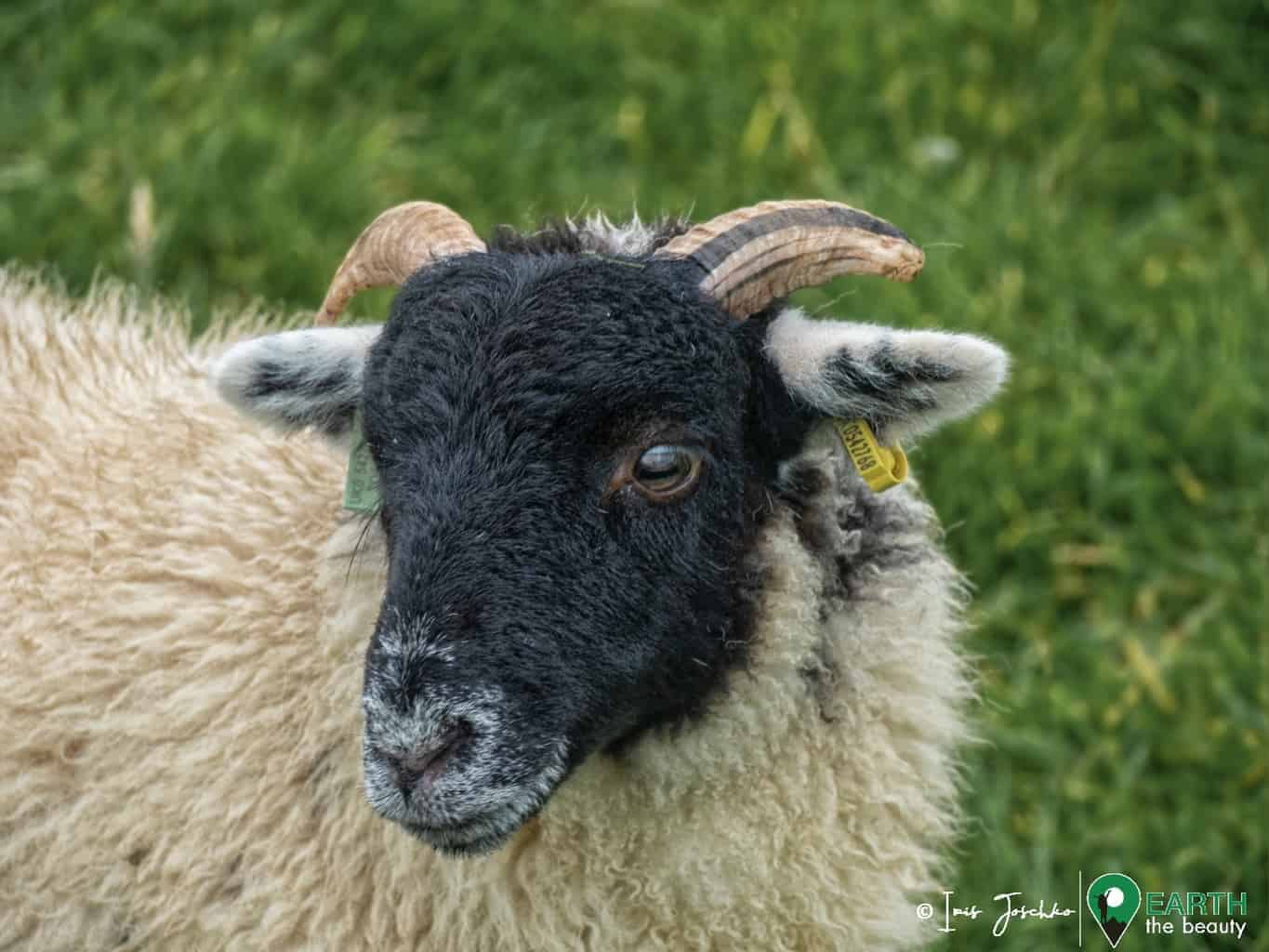 close up of a scottish sheep