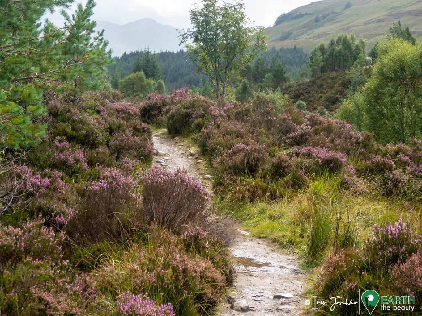 hiking path through heather landscape