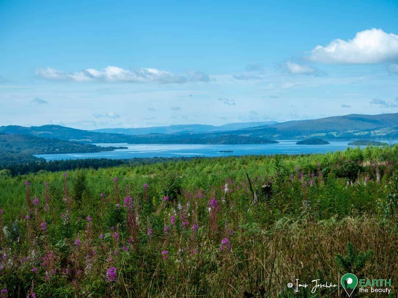 blue lake (loch lomond) on a sunny day with flowers and meadow