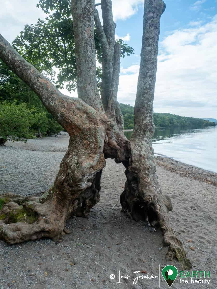 funny looking tree with whole trunk standing next to a lake