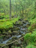 little creek in a green forest
