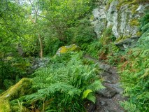 hiking path with big rocks on the side in a green forest