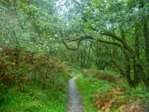 hiking path through a green forest