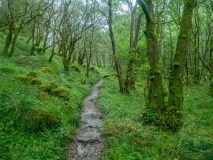 hiking path through a green forest
