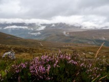 heather in the foreground with clouds and mountains in the background