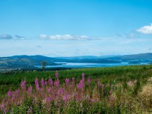 blue lake (loch lomond) on a sunny day with flowers and meadow