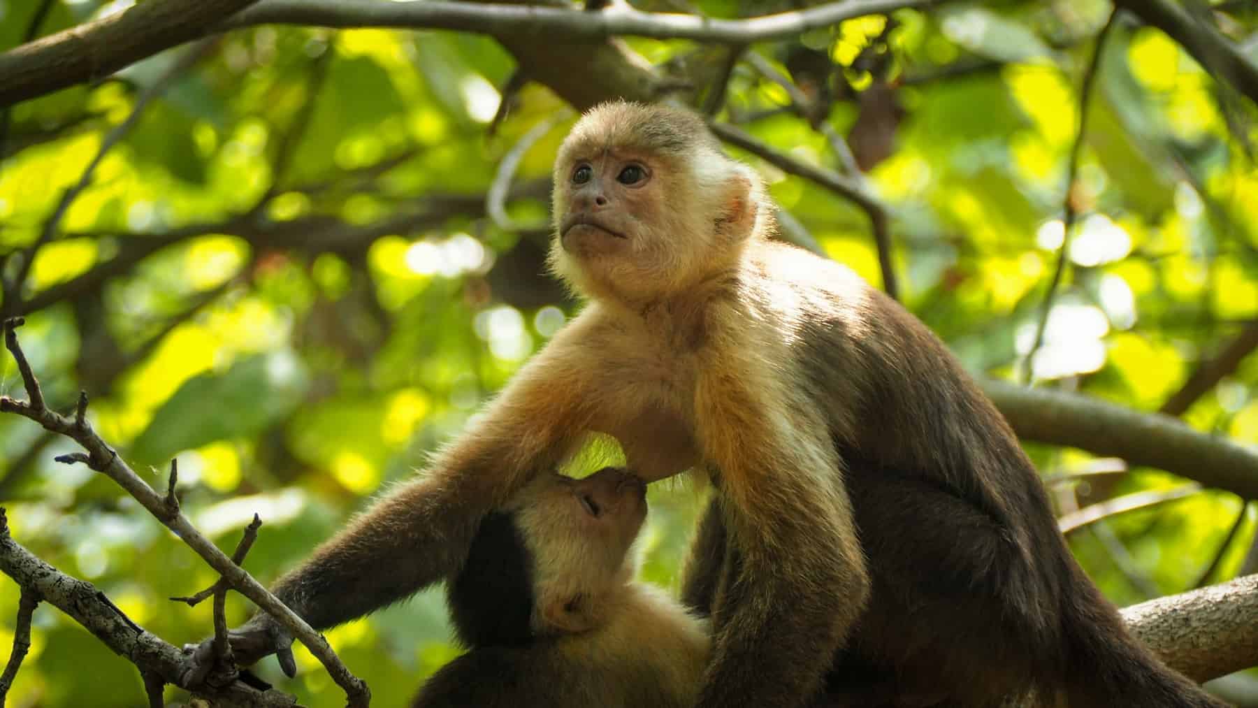 monkey mother breastfeeding her baby in the trees